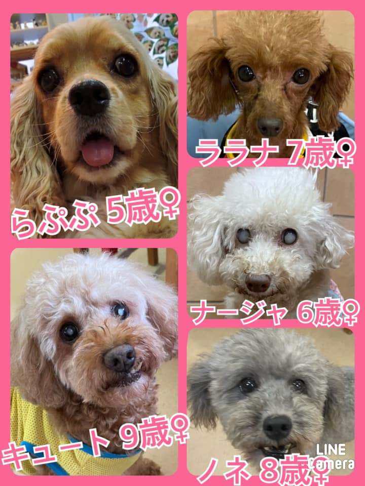 🐾今日の里親様募集中ワンコ🐶メンバーです🐾2021,7,10